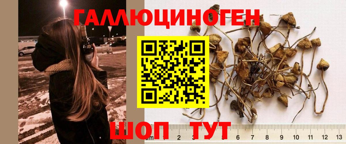 Благодарный  купить закладку  Вход с VPN  Галлюциногенные грибы мицелий 